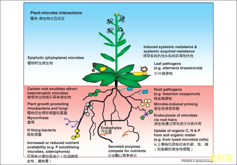 根周的实际范围取决于植物根系和相关微生物的影响区域.